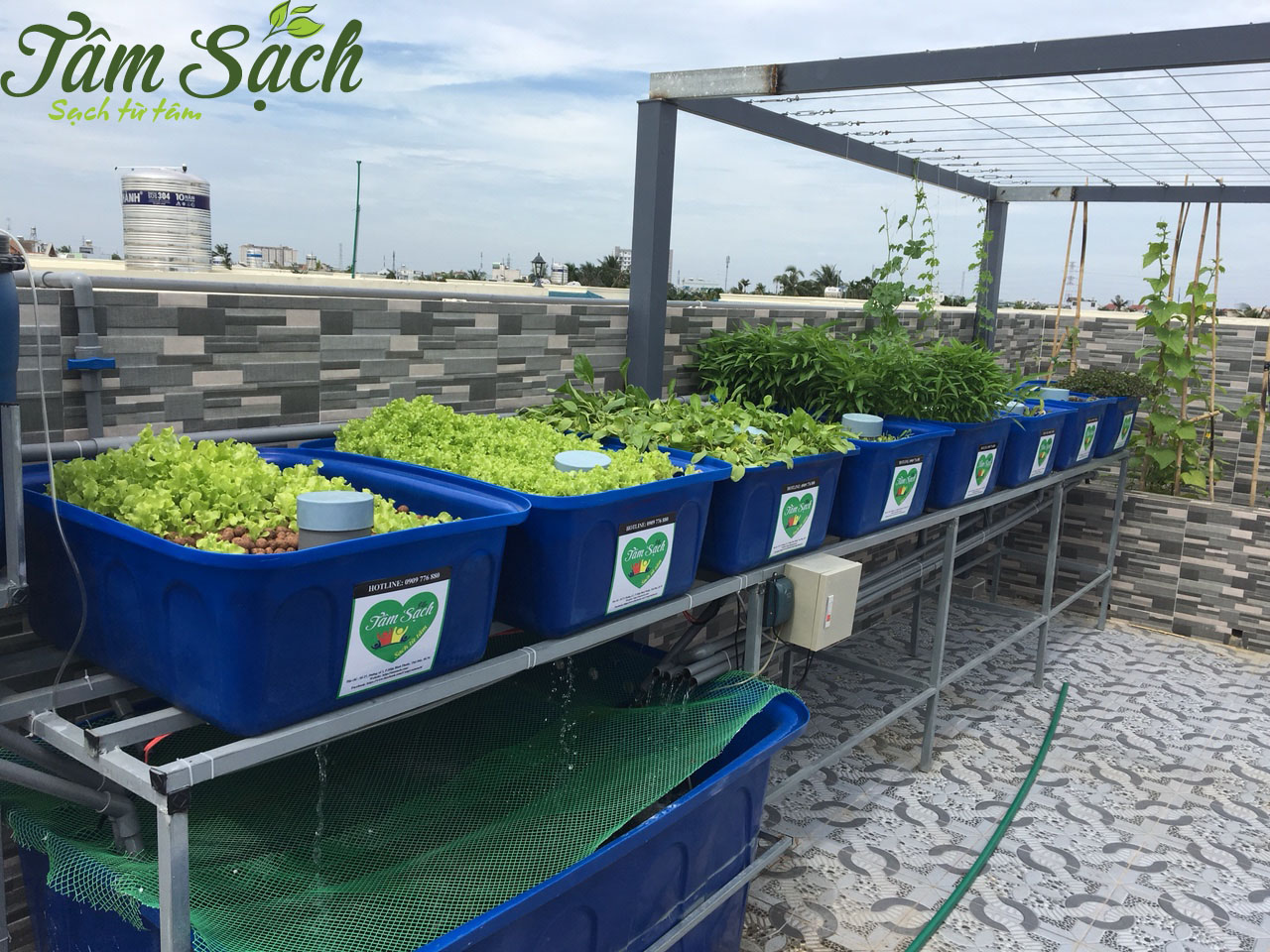  Hệ thống Aquaponics