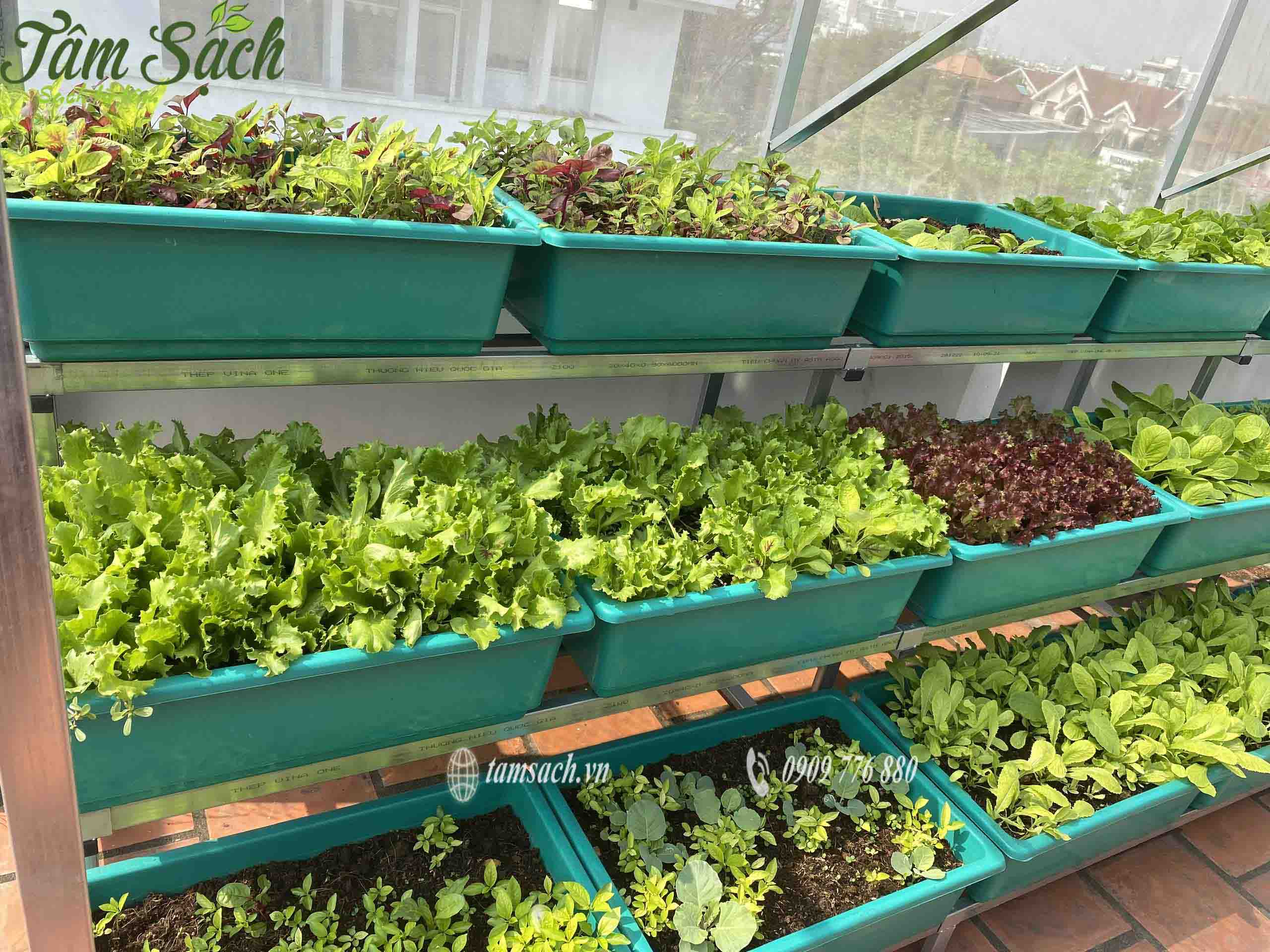 Thiết kế vườn trồng rau sạch trên sân thượng