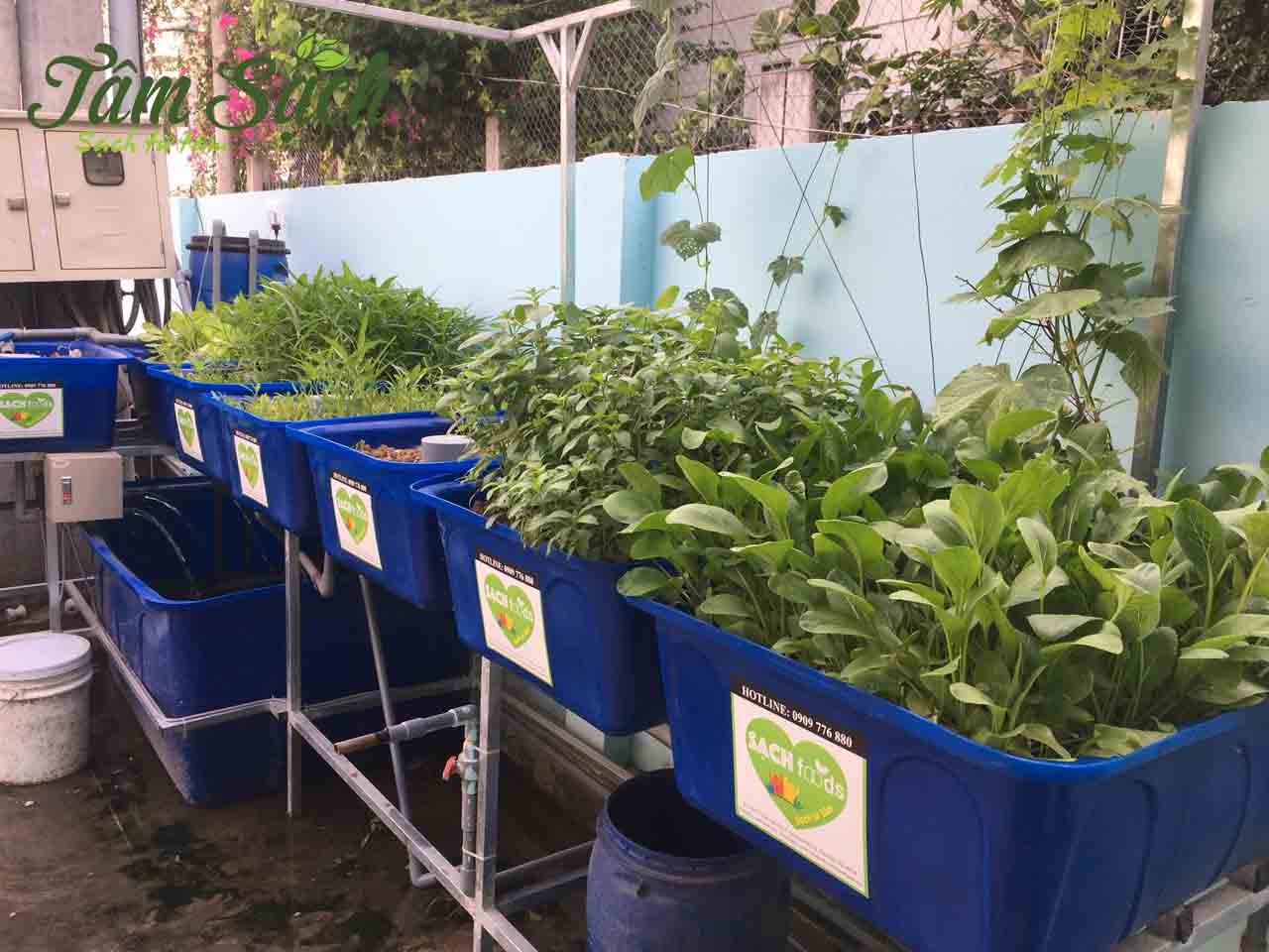 Vườn rau cải ngọt tươi tốt được trồng vào mùa xuân