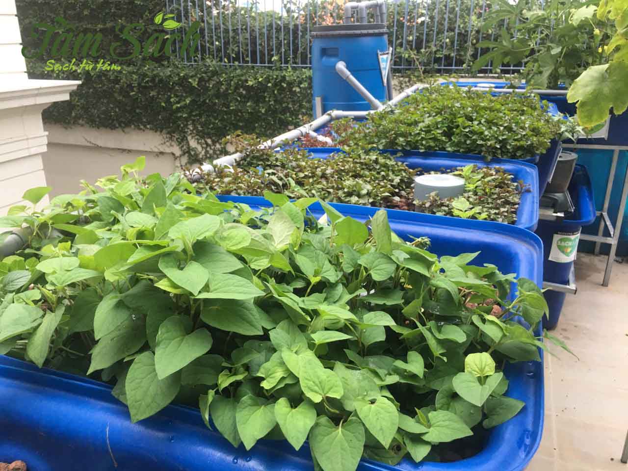 Rau thơm trồng vào mùa thu trên sân thượng