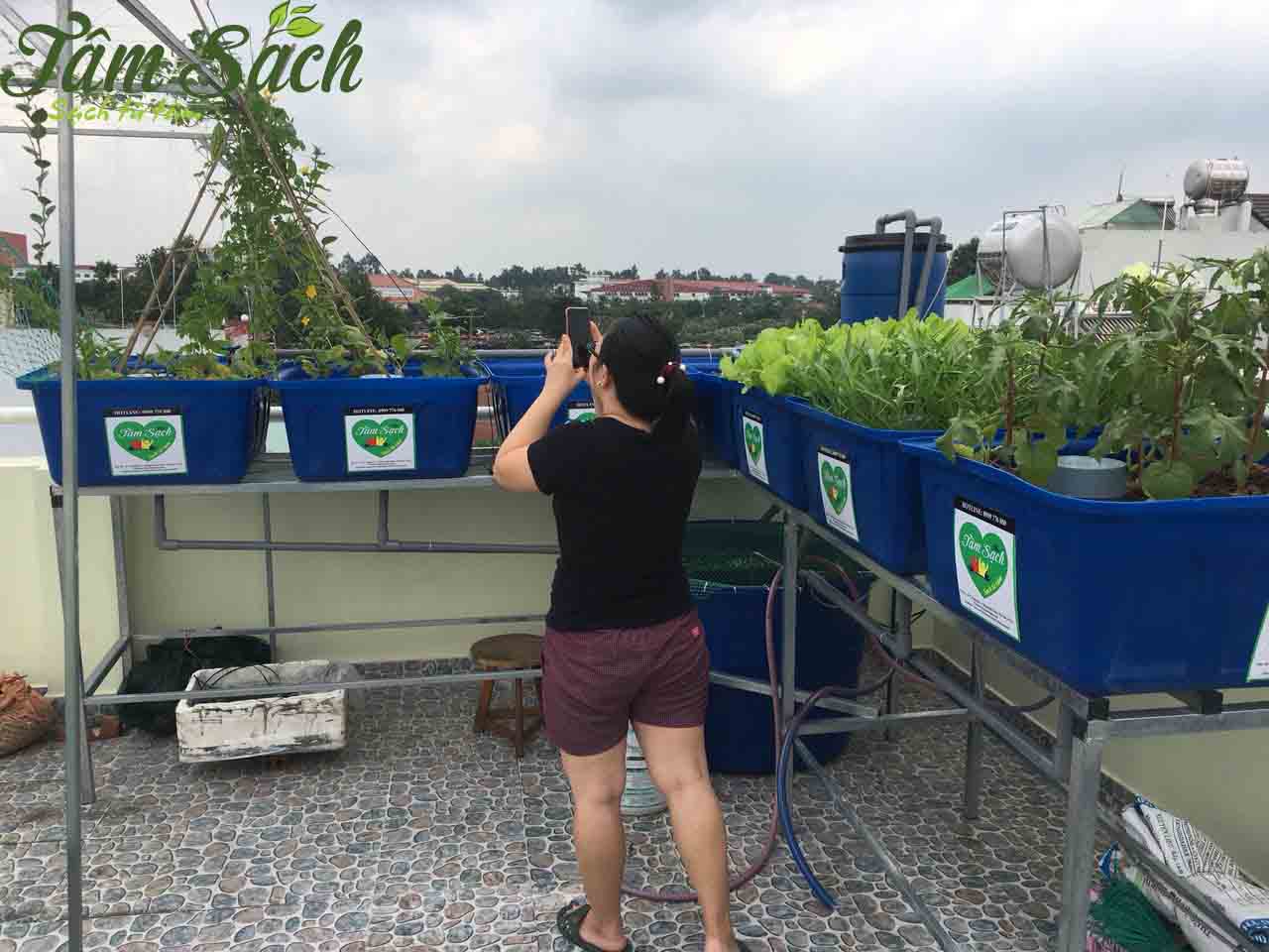 Thu hoạch rau sạch trồng theo mùa vào sáng sớm