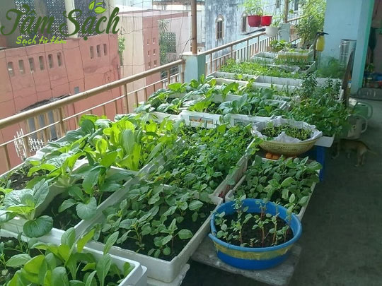 Kinh nghiệm trồng rau sạch tại nhà