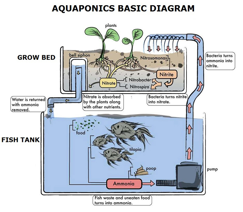 Sơ đồ cách làm mô hình – hệ thống Aquaponics mini đơn giản.