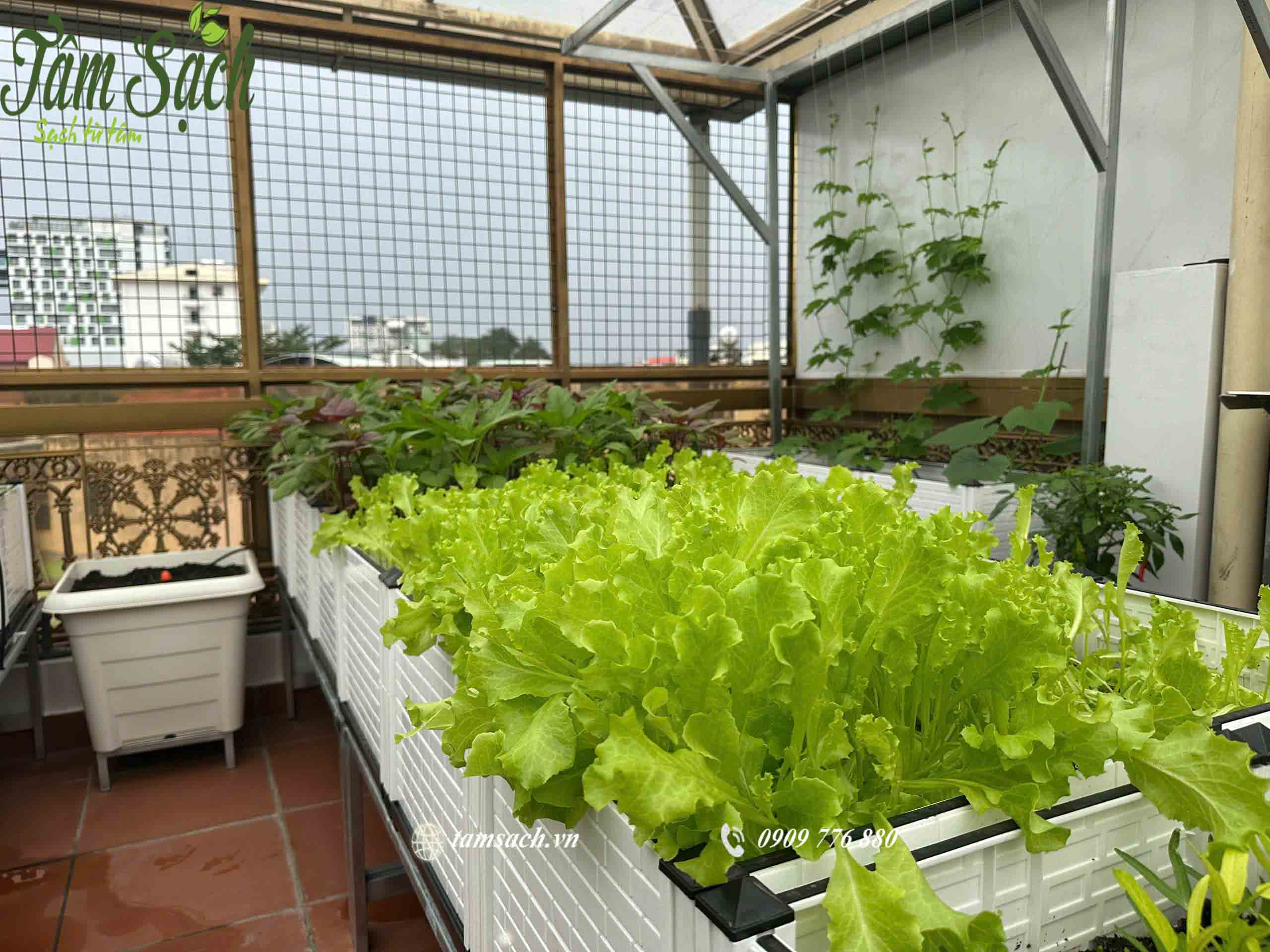 chậu ghép trồng rau