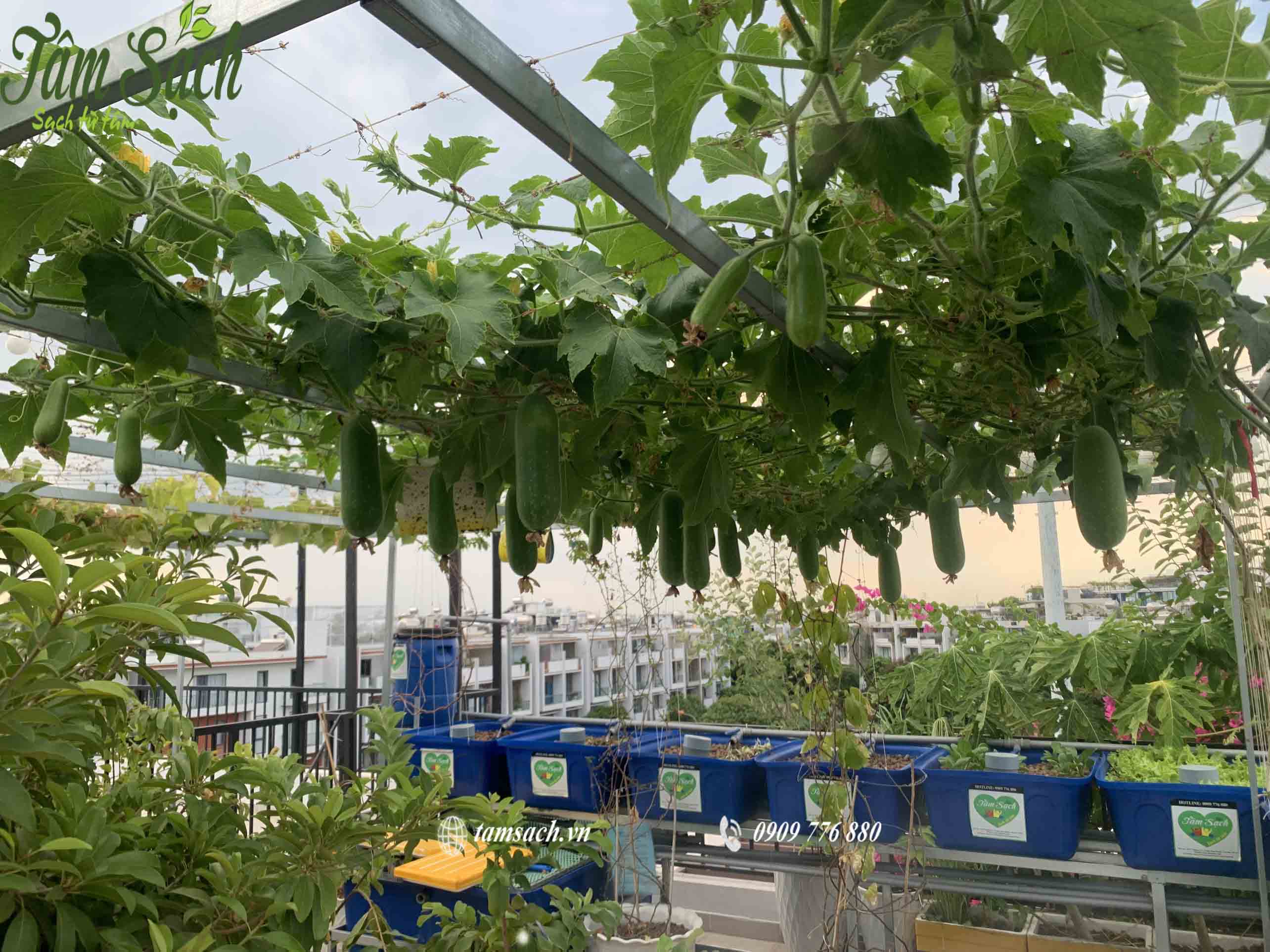 vườn rau sân thượng