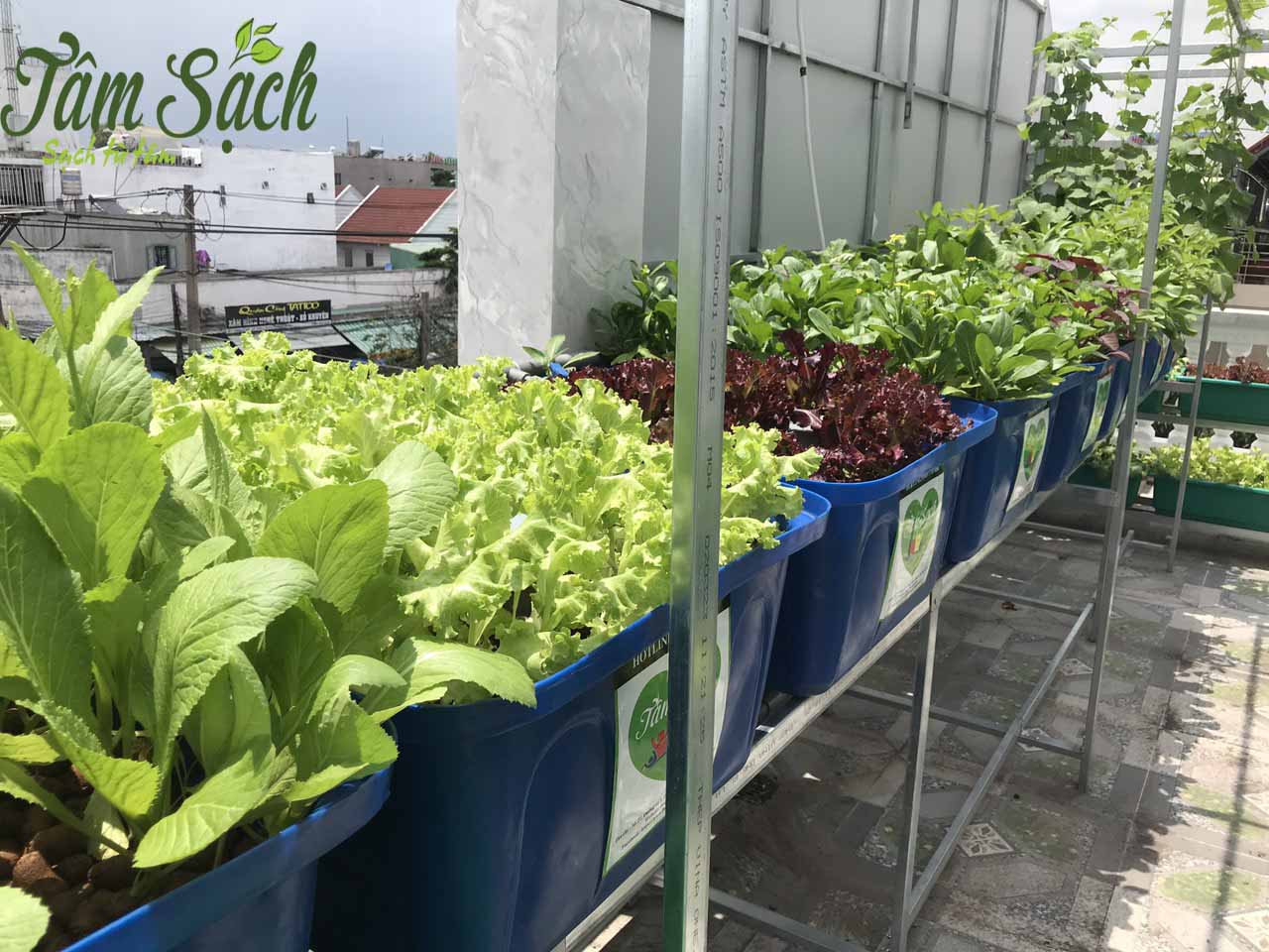 giàn rau hữu cơ tươi xanh đặt trên sân thượng