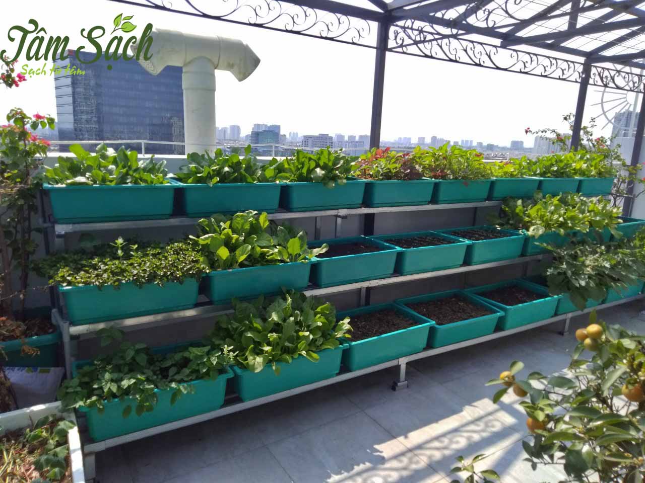 Kệ trồng rau hữu cơ 3 tầng tiết kiệm không gian