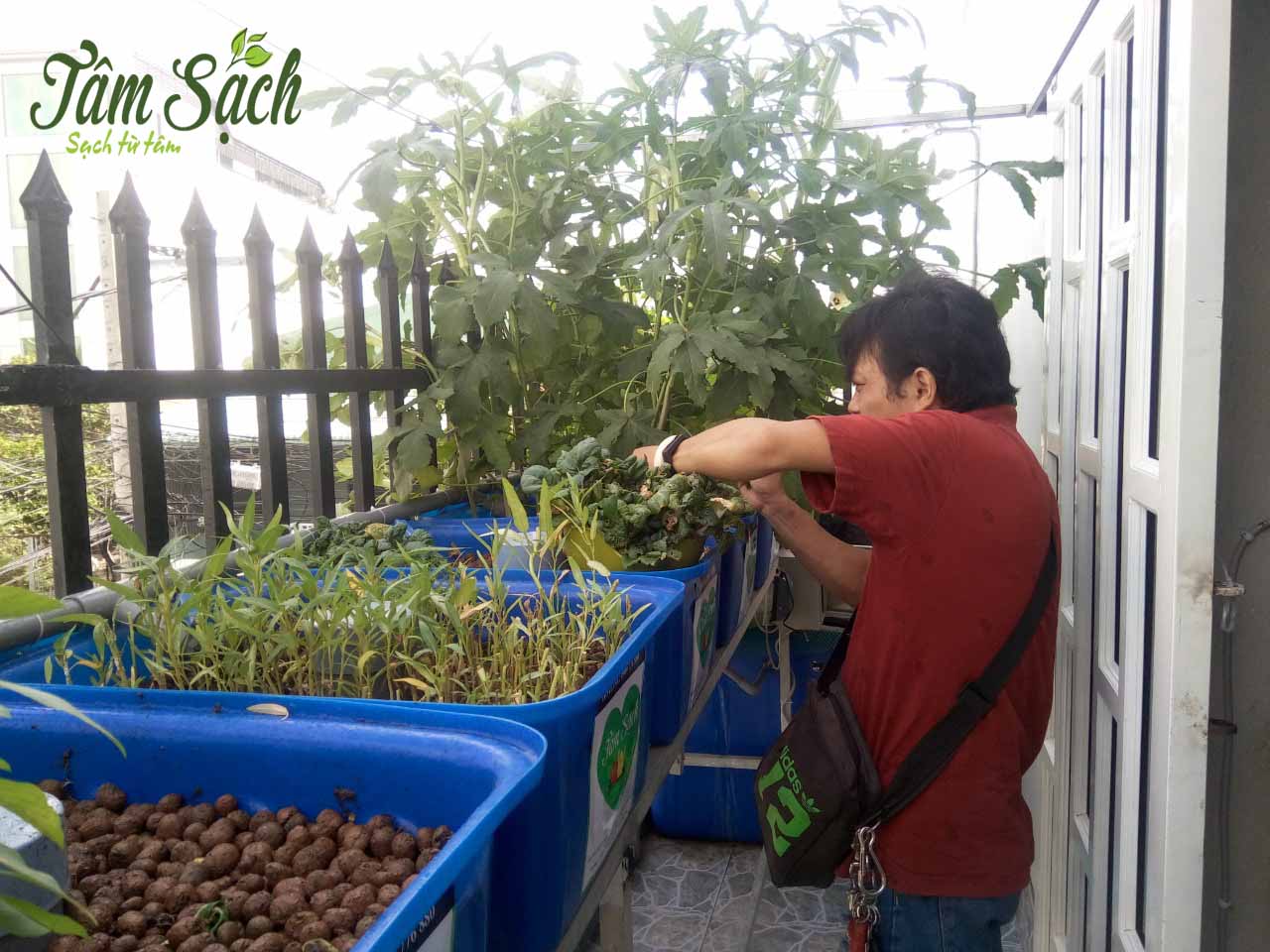 Gia đình cùng nhau chăm sóc vườn rau hữu cơ Gia đình cùng nhau chăm sóc vườn rau hữu cơ