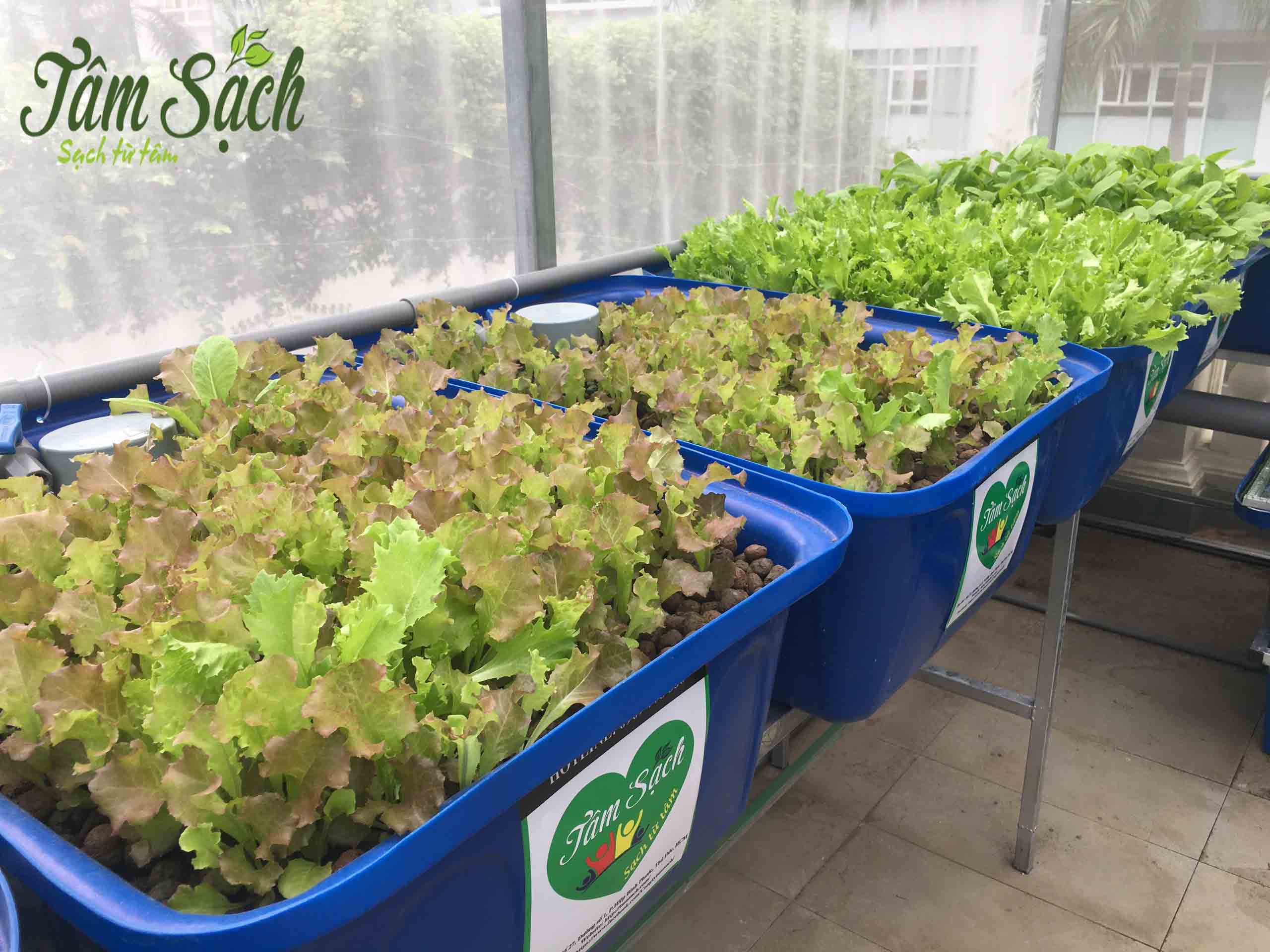 Khay xà lách hữu cơ phát triển đều tại nhà lưới có nắng Khay xà lách hữu cơ phát triển đều tại nhà lưới có nắng