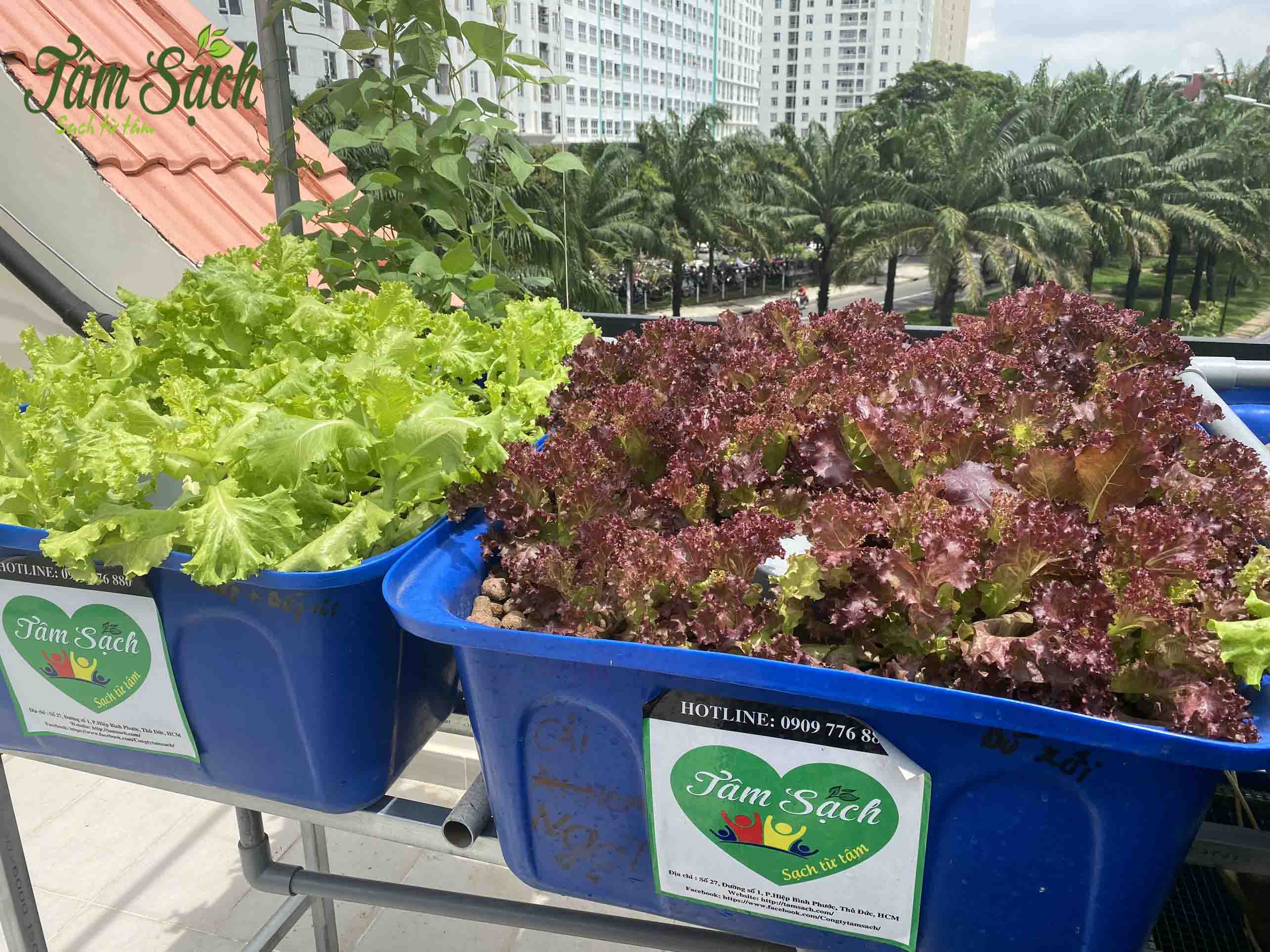 Trồng rau hữu cơ tại nhà Trồng rau hữu cơ tại nhà