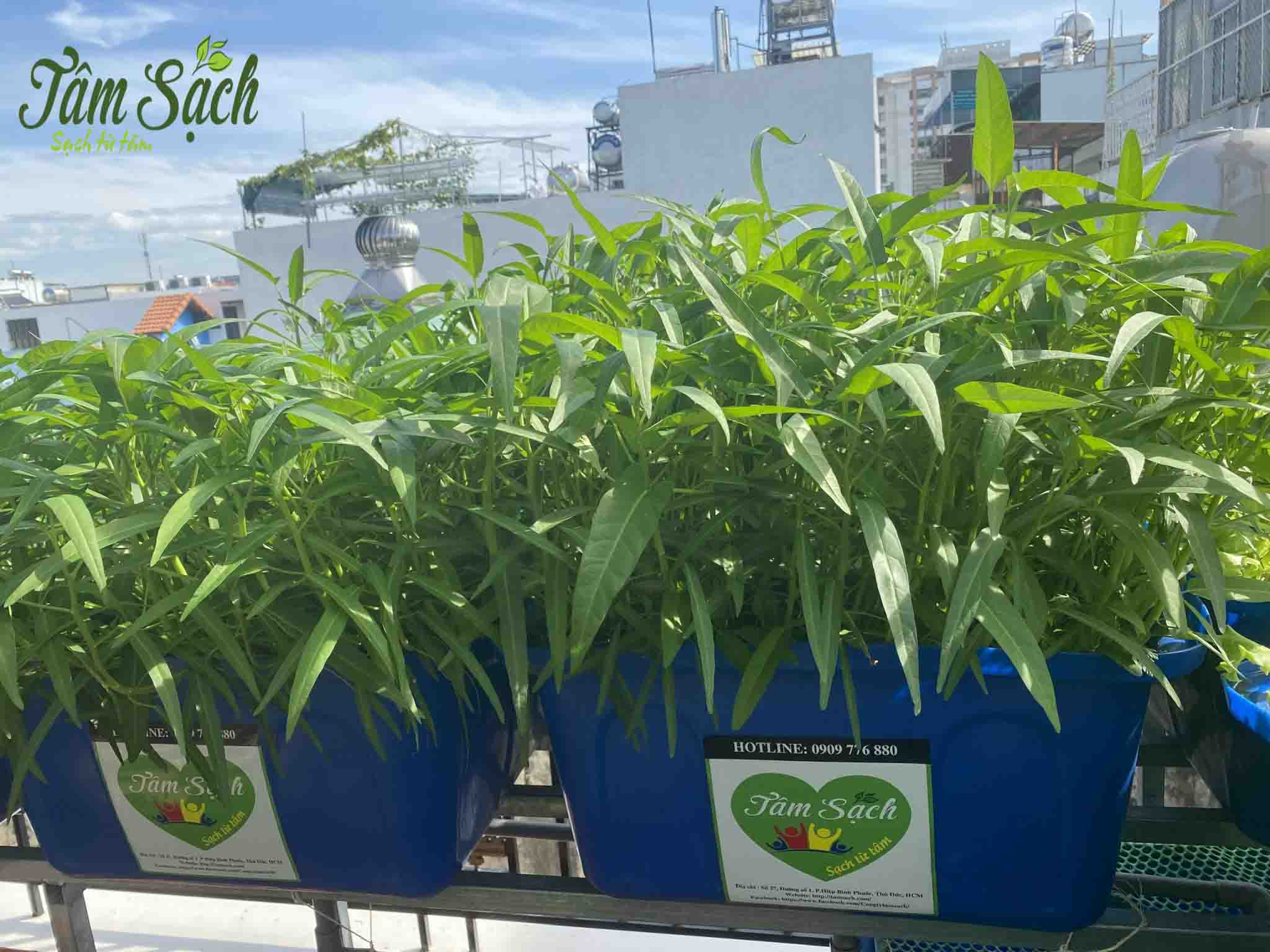 trồng rau hữu cơ tại nhà trồng rau hữu cơ tại nhà