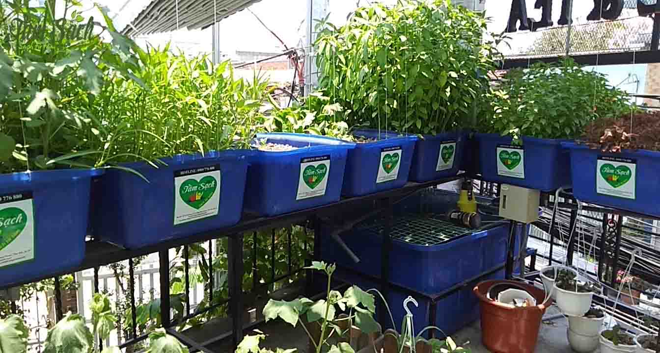 Giàn rau hữu cơ Giàn rau hữu cơ
