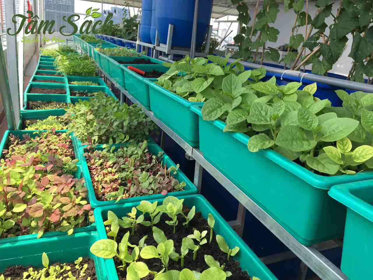Kệ trồng rau hữu cơ được bố trí gọn gàng Kệ trồng rau hữu cơ được bố trí gọn gàng