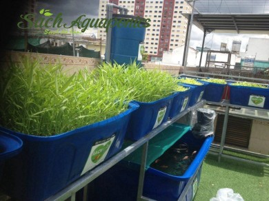 Hướng dẫn cách trồng rau thủy canh tại nhà đơn giản mà hiệu quả - Sạch Aquaponics