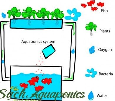 Giới thiệu sơ đồ hệ thống Aquaponics - 3 vấn đề cần nắm rõ.