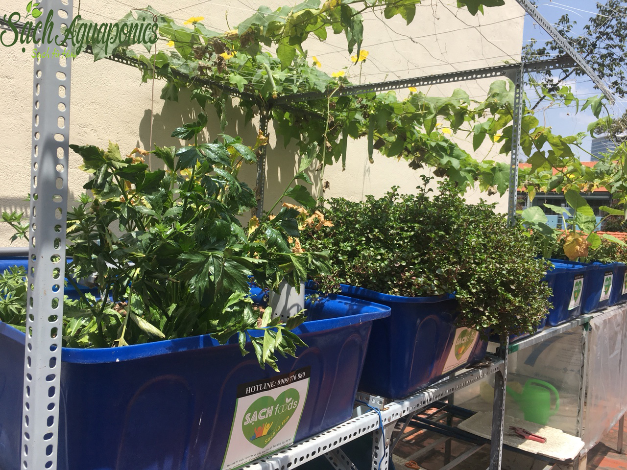 Thiết kế hệ thống aquaponics