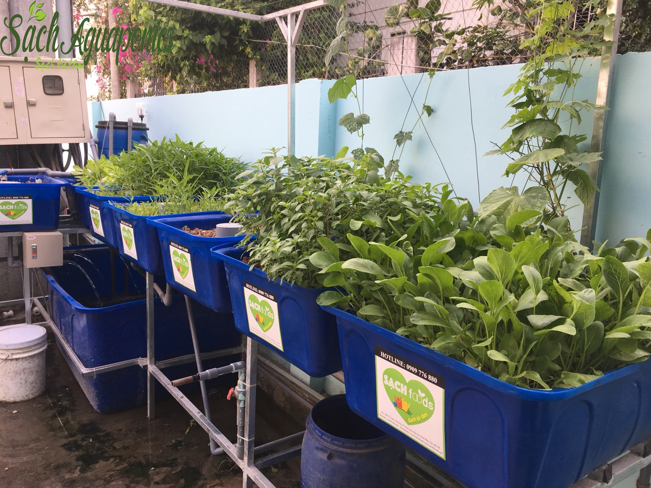 Cách trồng vườn rau sạch