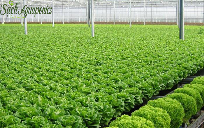 Công nghệ trồng rau sạch tại việt nam
