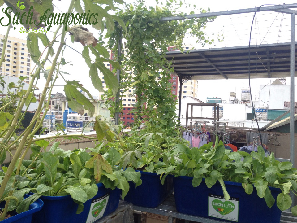 Dịch vụ thiết kế làm vườn rau tại nhà