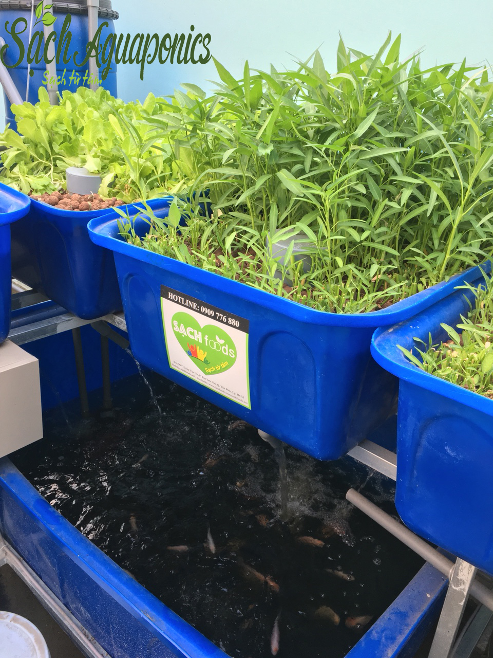 Dịch vụ trồng rau sạch tại nhà tphcm