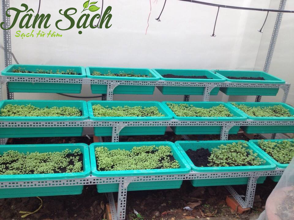 Dịch vụ trồng rau trên sân thượng