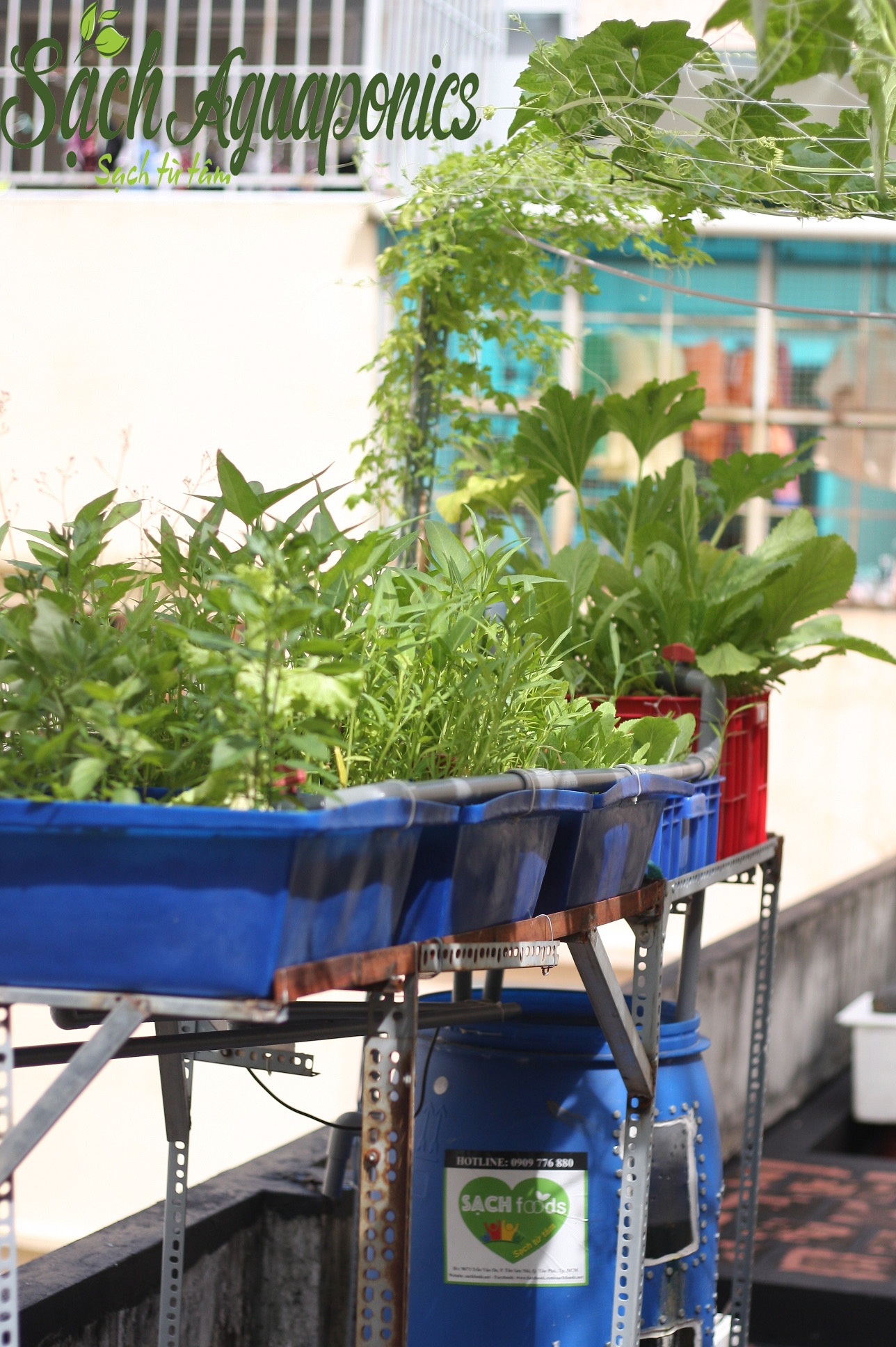 Hệ thống aquaponics đơn giản