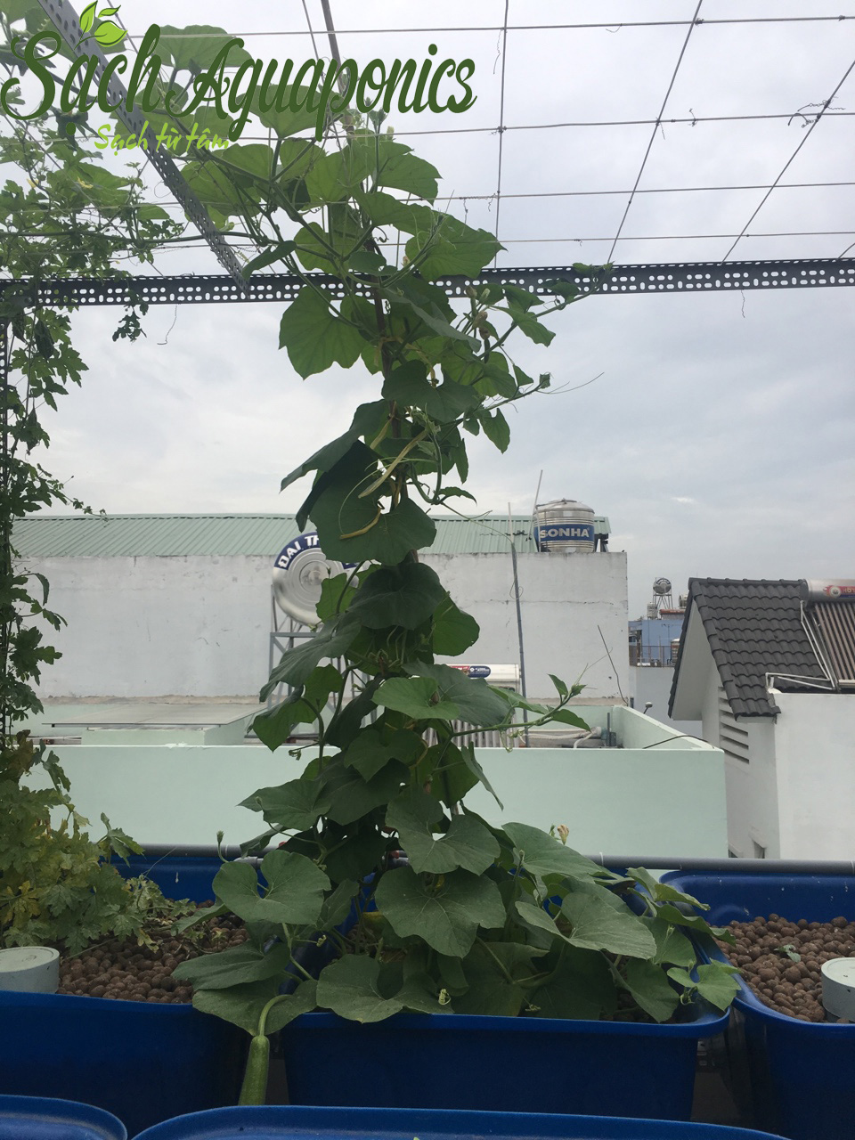 Hệ thống trồng rau nuôi cá sạch aquaponics