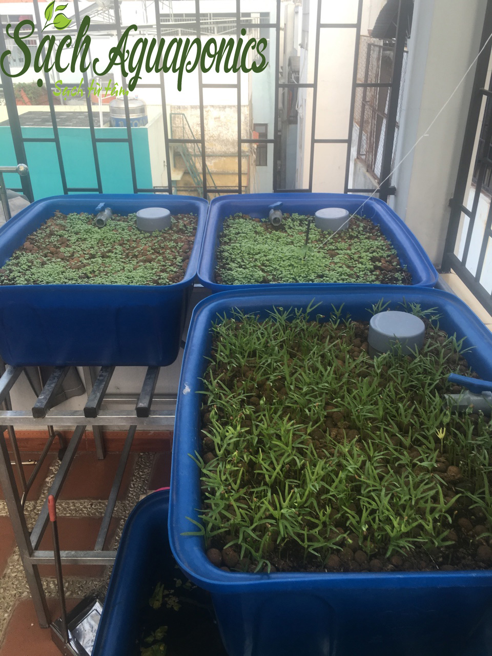 Hệ thống trồng rau nuôi cá sạch aquaponics