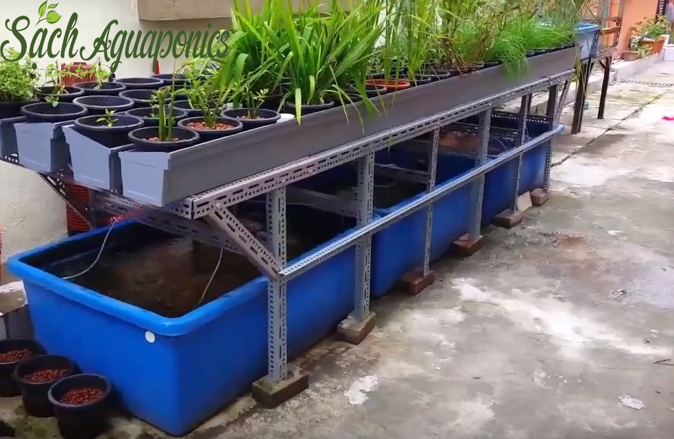 Hệ thống trồng rau nuôi cá tự động tại gia