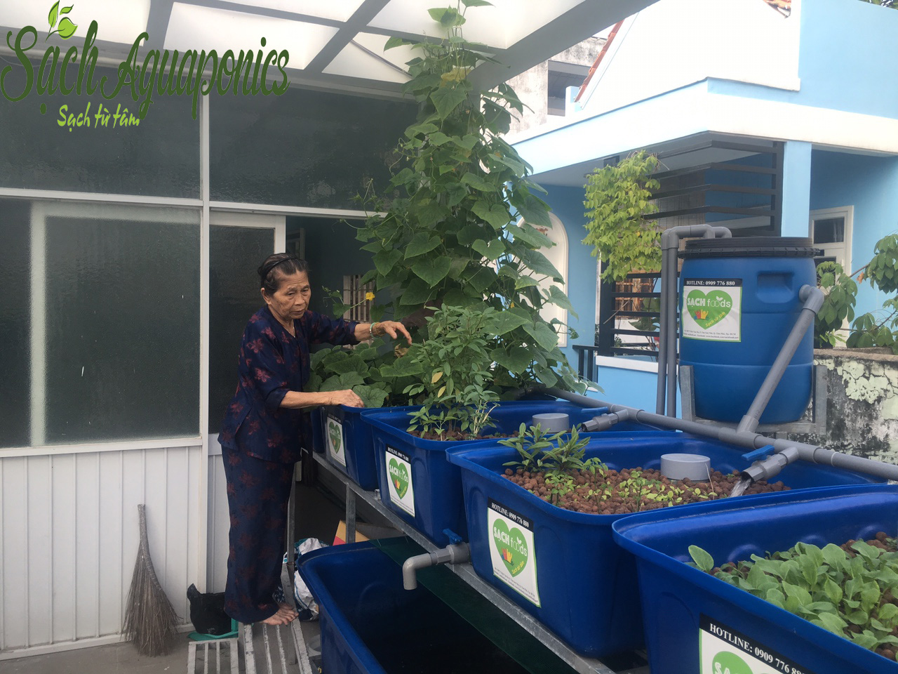 Hệ thống trồng rau sạch tại nhà