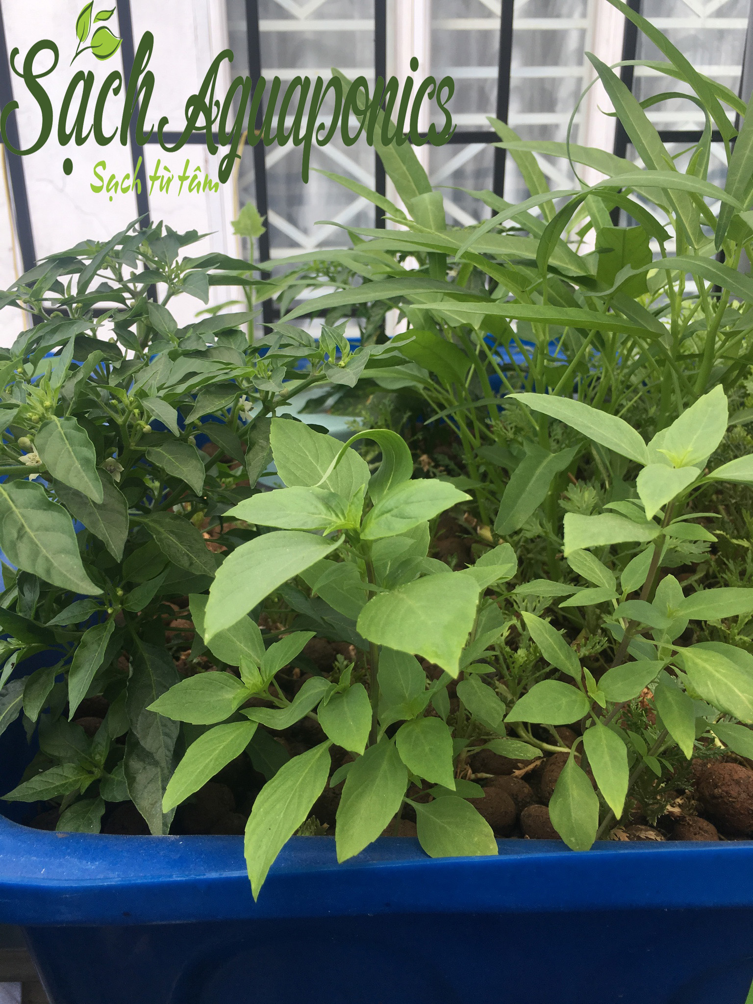 Kỹ thuật trồng rau sạch tại nhà