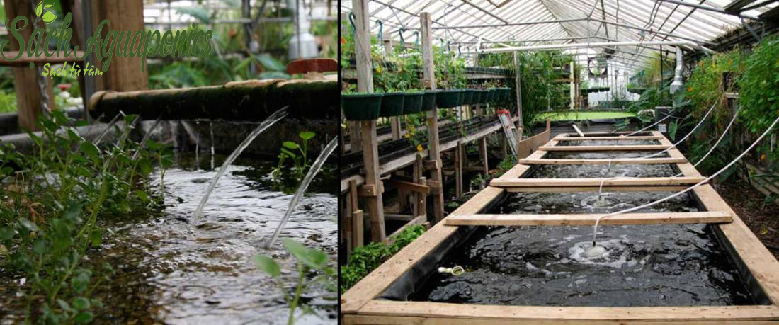 Phương cách sử dụng hiệu quả mô hình kết hợp trồng rau nuôi cá Aquaponics   TraceVerified