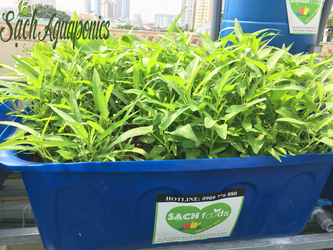 Mô hình trồng rau aquaponics