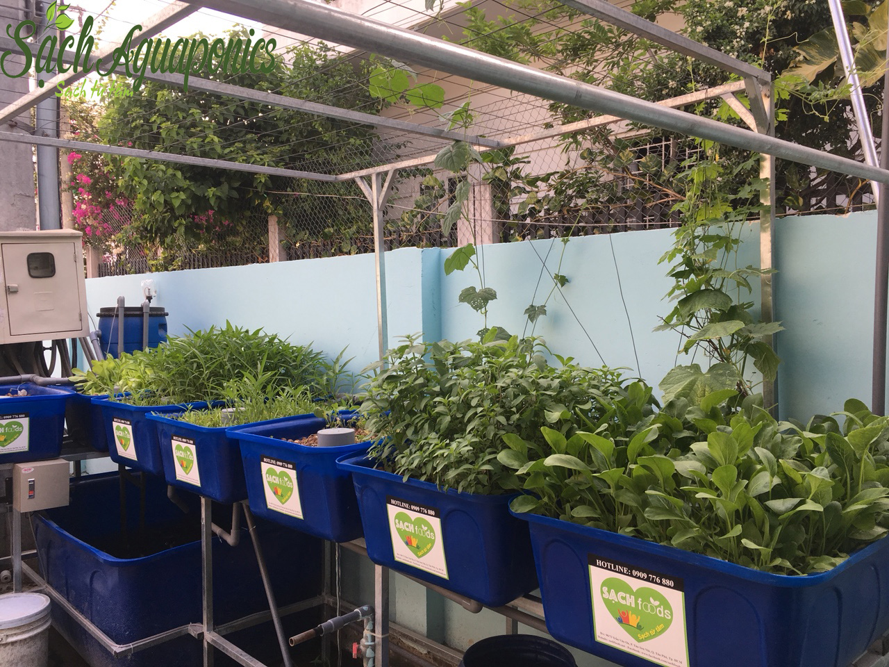 Mô hình trồng rau aquaponics