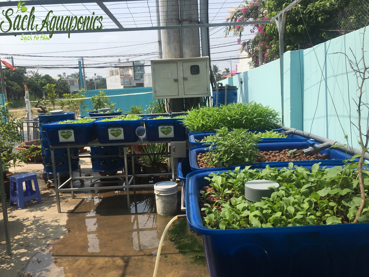 Mô hình trồng rau aquaponics