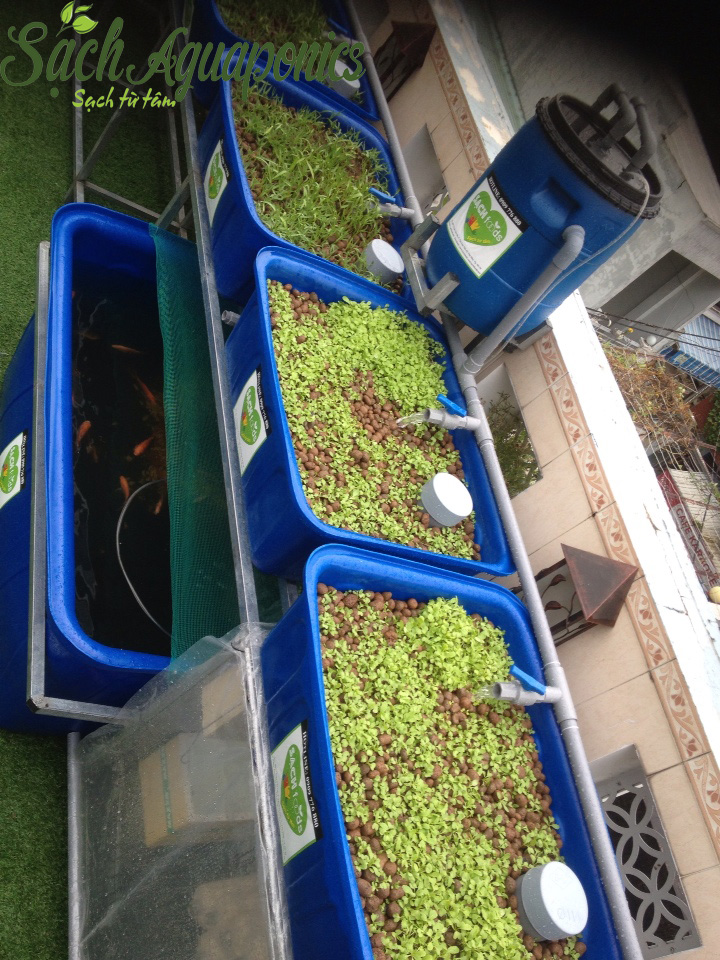 Nuôi cá mô hình aquaponics