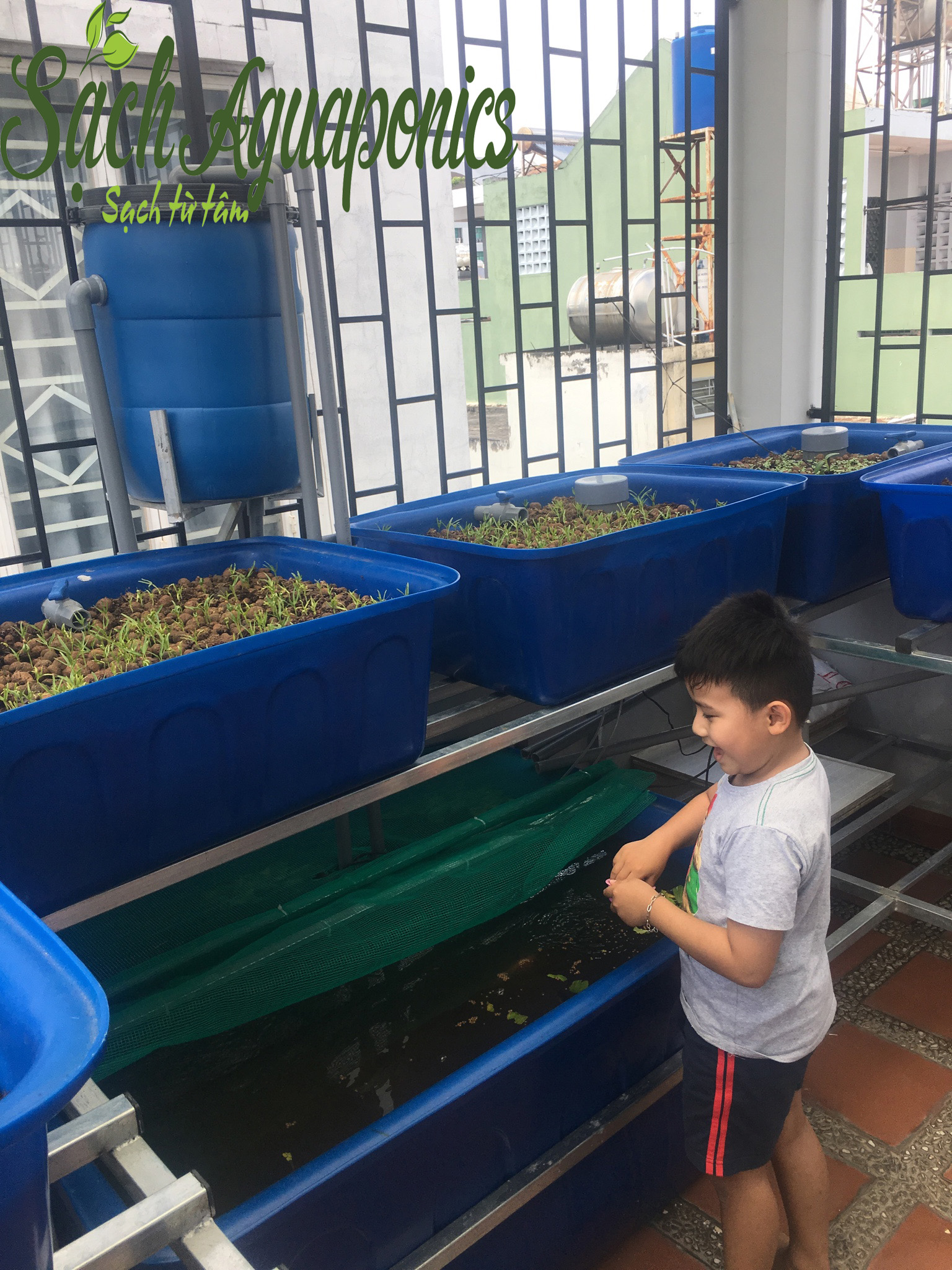 Aquaponics là gì 