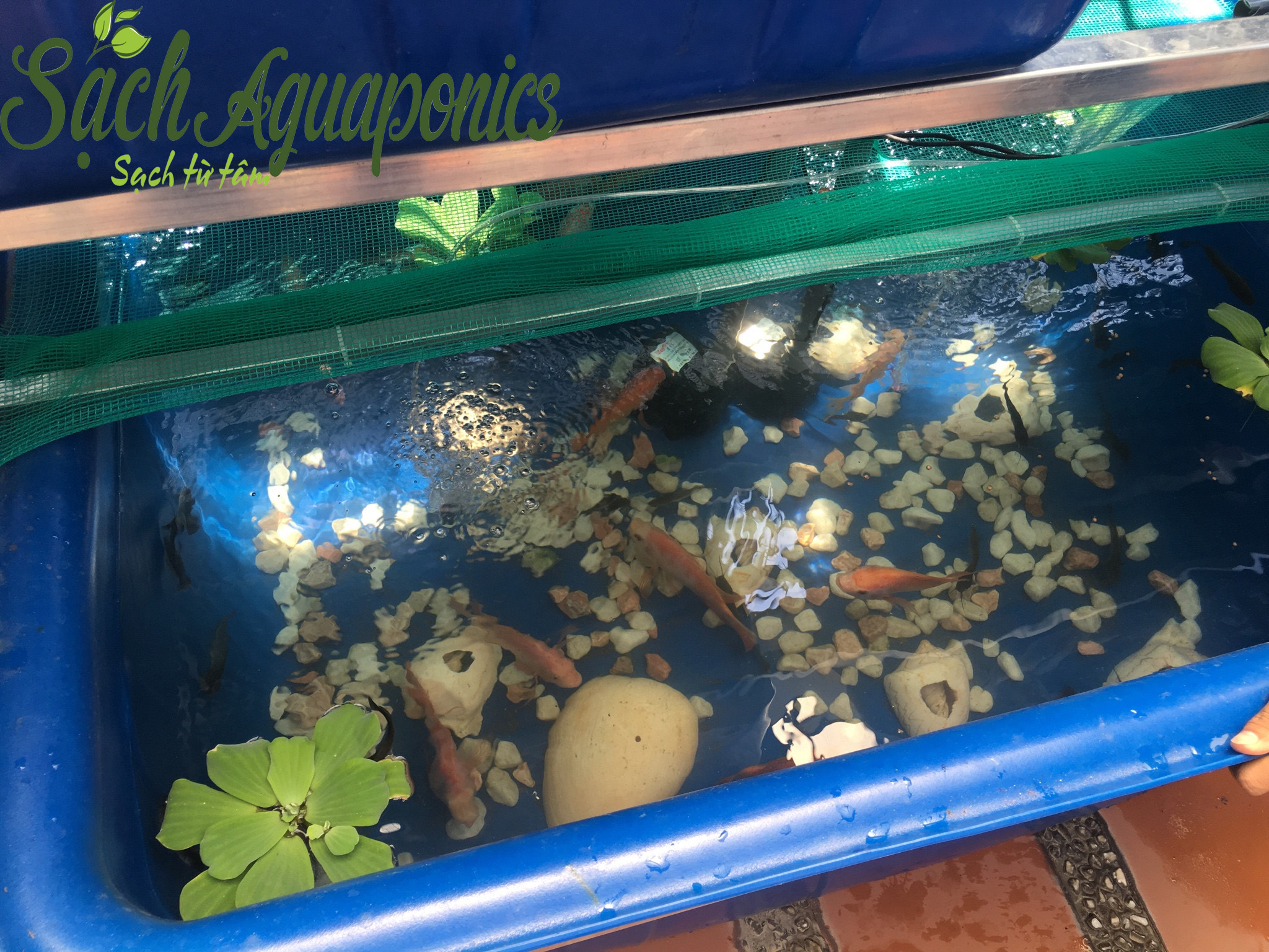 Nuôi cá mô hình aquaponics