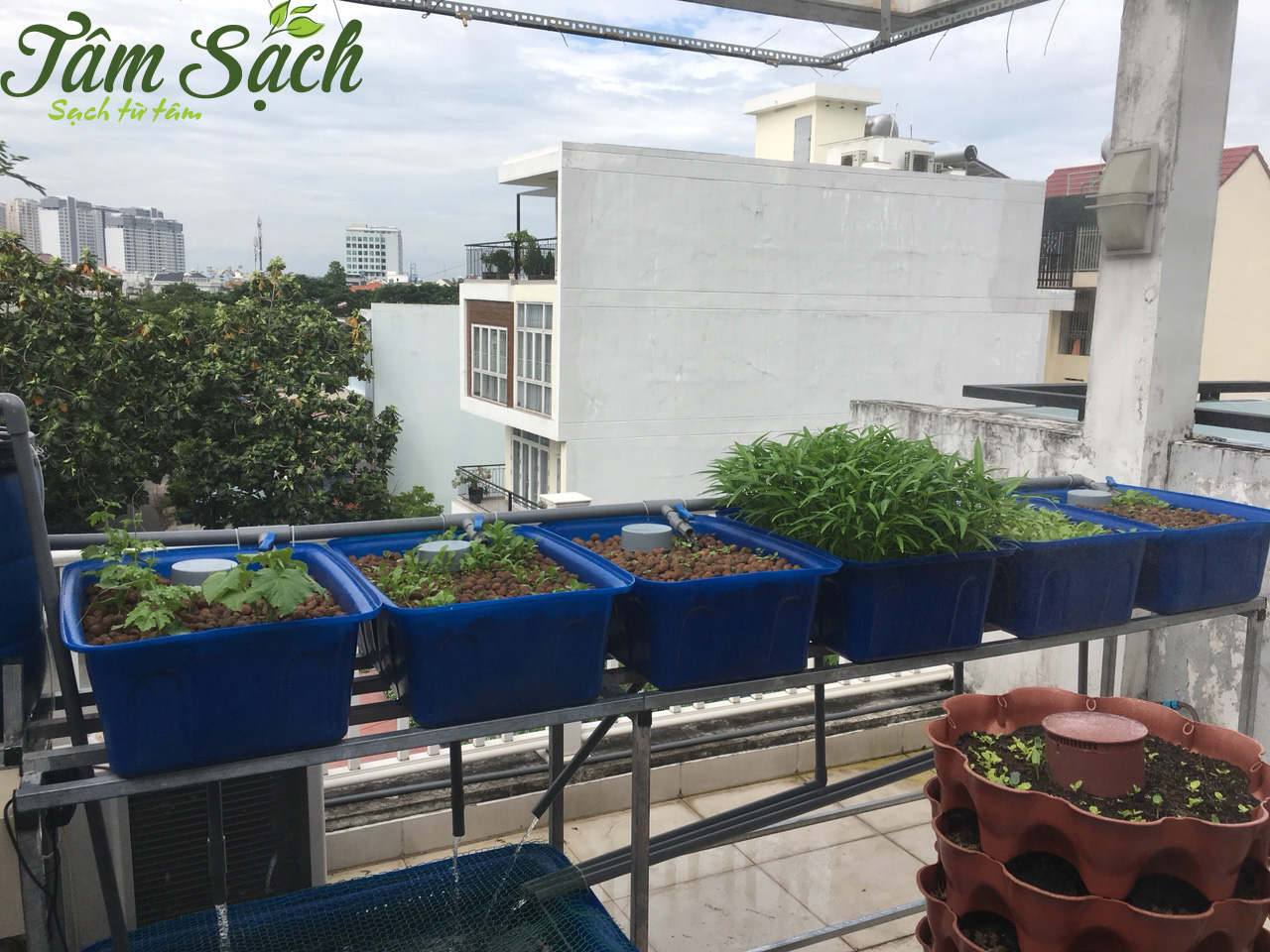 Thiết kế hệ thống aquaponics