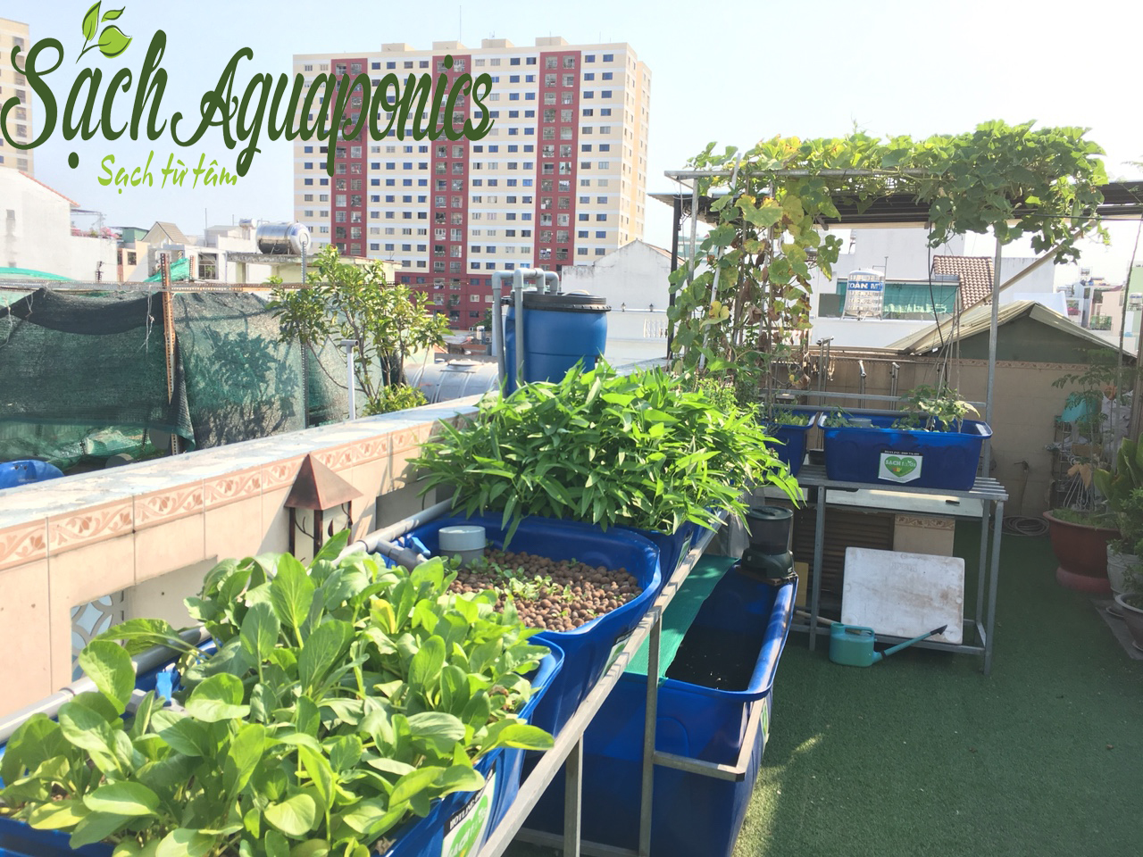 Thiết kế trồng rau sạch tại nhà