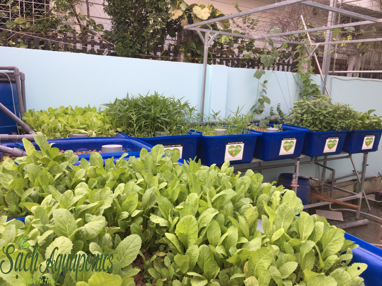 Thiết kế trồng rau sạch tại nhà