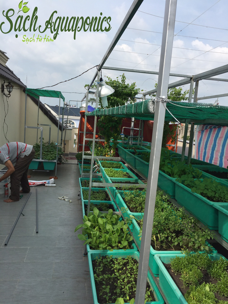 Thiết kế trồng rau sạch tại nhà