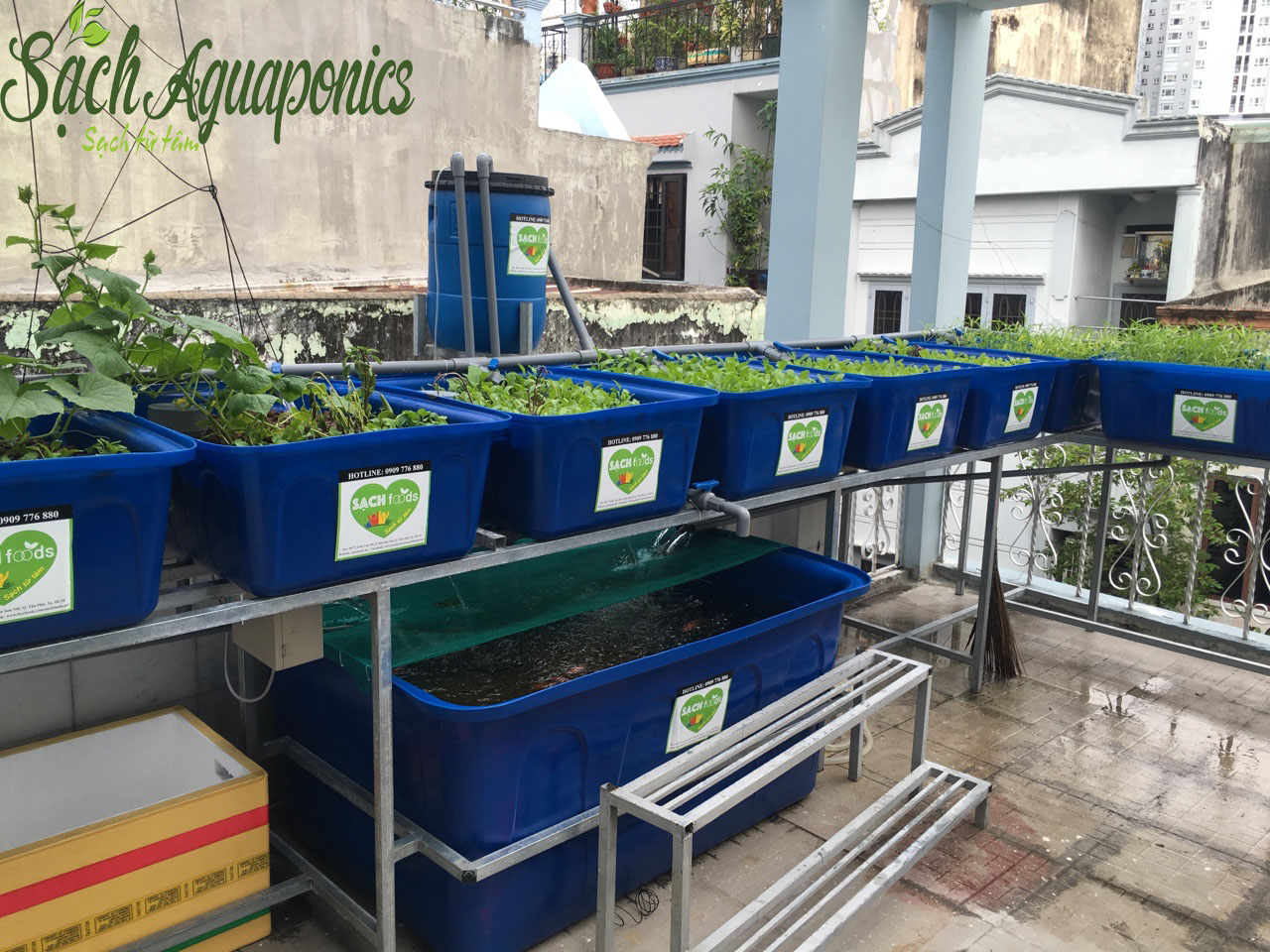 thiết kế vườn rau sạch tại nhà