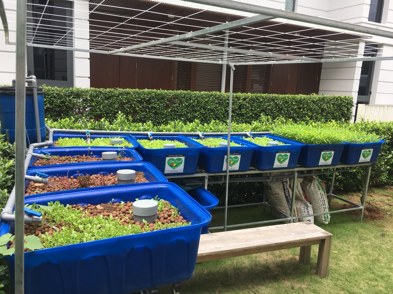 Trồng rau aquaponics