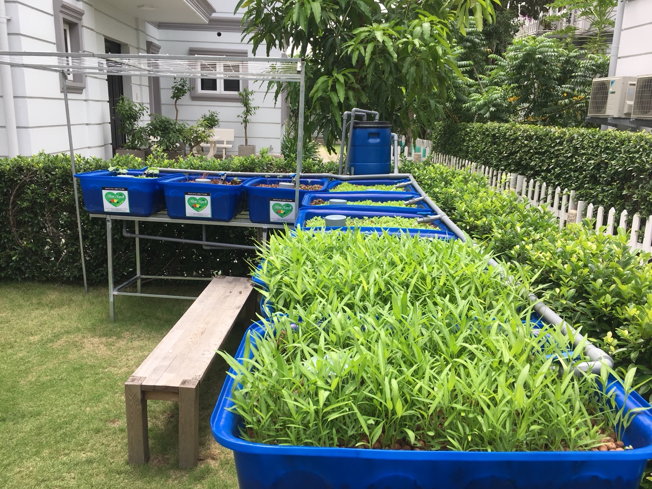 Trồng rau aquaponics