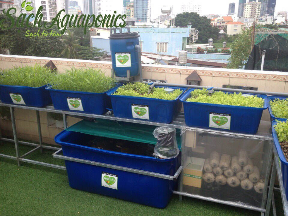 Biết cách kết hợp trồng rau sạch với nuôi cá cho năng suất cao  mô hình  trồng rau sạch kết hợp nuôi cá