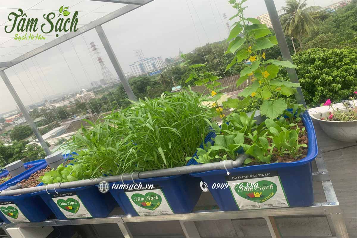Hướng dẫn trồng rau sạch đơn giản