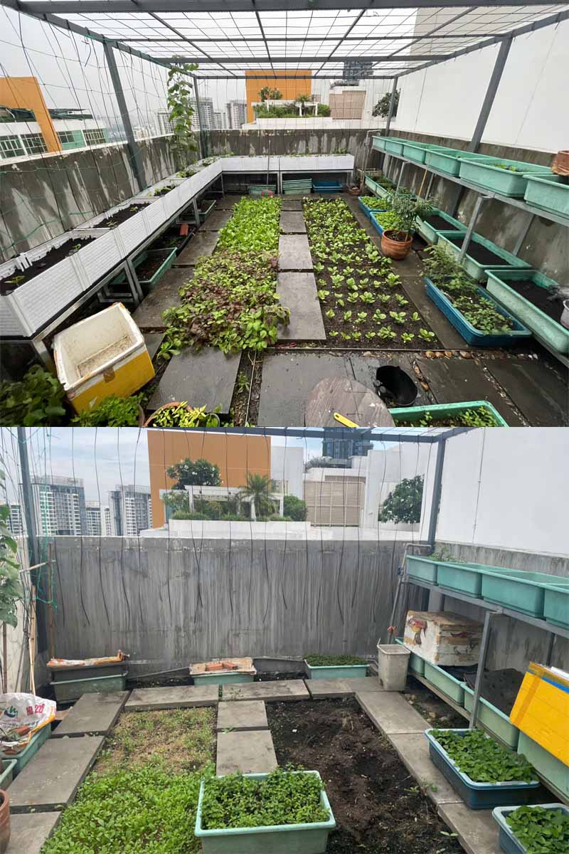 1.	Vườn rau sân thượng được cải tạo lại với kệ và chậu mới
