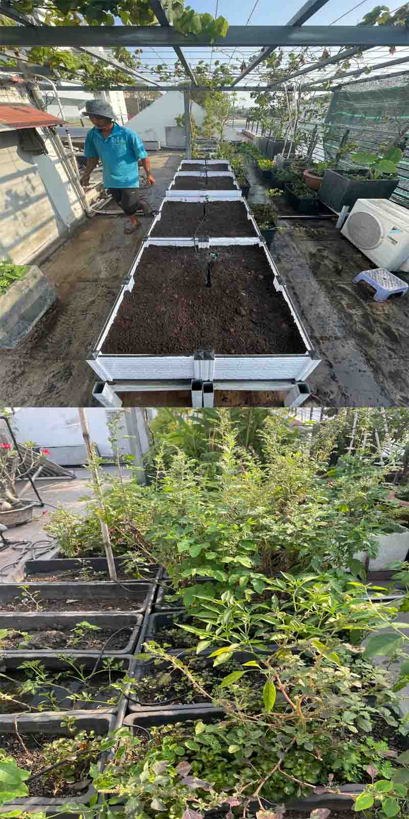 Khay trồng rau mới sau khi thay thế khay cũ nứt vỡ