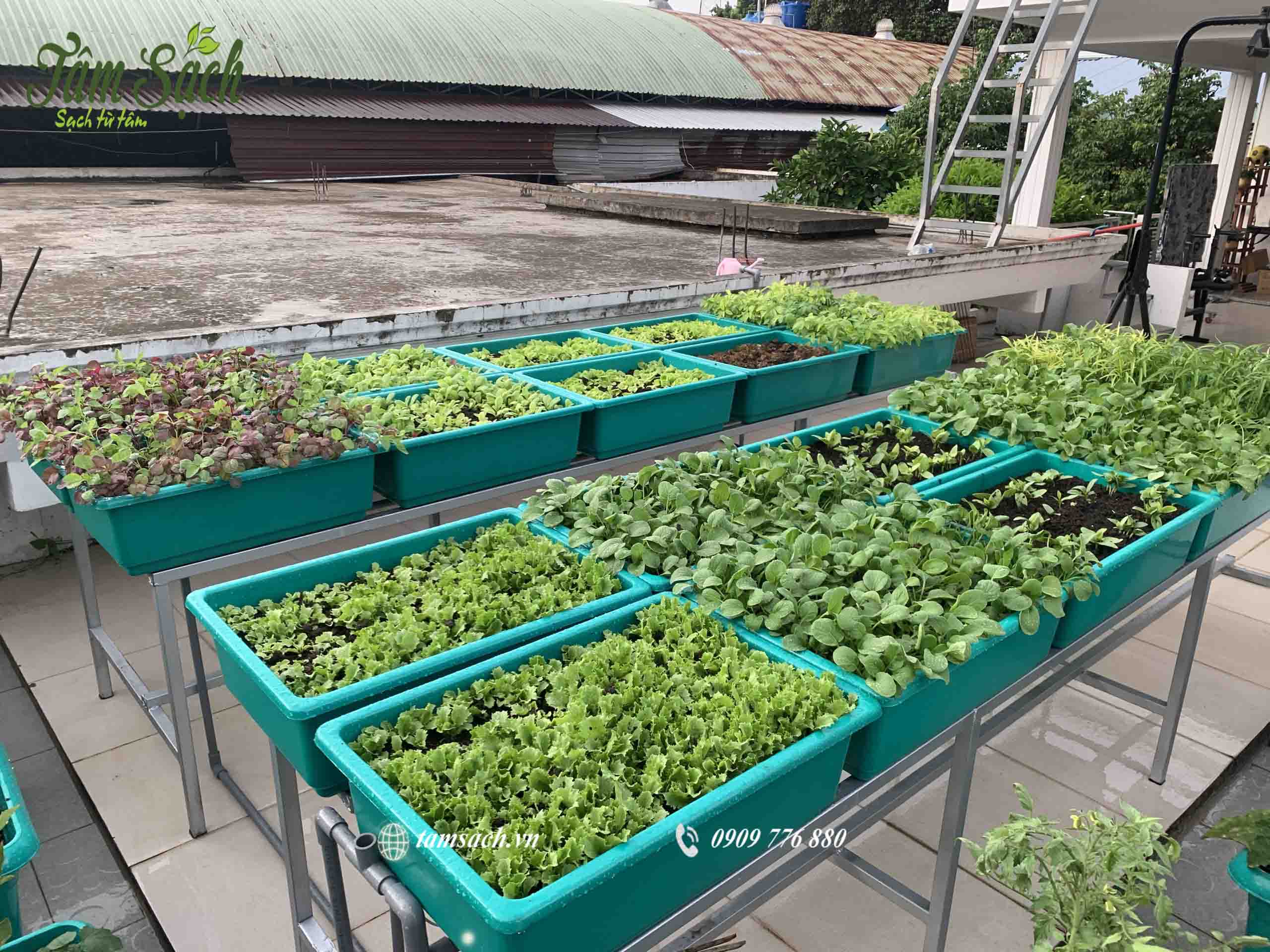 Đất sạch và phân trộn hữu cơ thay thế đất cũ kém chất